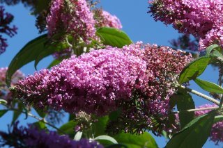 Le fameux arbre aux papillons est sur la liste des néophytes envahissantes.